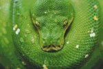 (image for) Green Tree Python